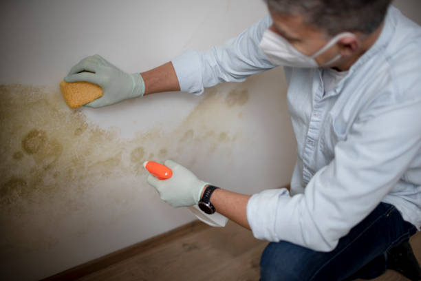 Best Black Mold Removal  in Indio, CA